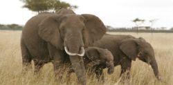 Africa - Elephants, Hemingway Wing Safari